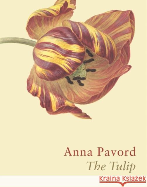 The Tulip: The Story of a Flower That Has Made Men Mad Anna Pavord   9781526602688