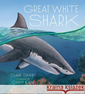 Great White Shark Claire Saxby Cindy Lane 9781536225037 Candlewick Press (MA)