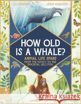 How Old Is a Whale?: Animal Life Spans from the Mayfly to the Immortal Jellyfish Lily Murray Jesse Hodgson 9781536229752 Big Picture Press