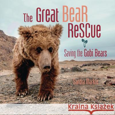 The Great Bear Rescue: Saving the Gobi Bears Sandra Markle 9781541581258 Millbrook Press (Tm)