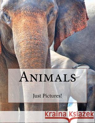 Animals Just Pictures! 9781546637356 Createspace Independent Publishing Platform