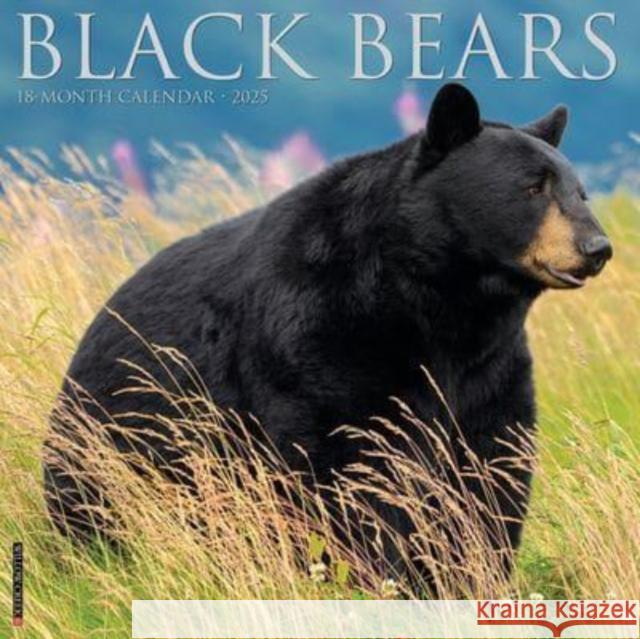 Black Bears 2025 12 X 12 Wall Calendar Willow Creek Press 9781549241826 Willow Creek Press Calendars