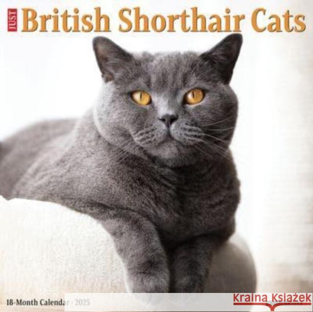 British Shorthair Cats 2025 12 X 12 Wall Calendar Willow Creek Press 9781549241956 Willow Creek Press Calendars