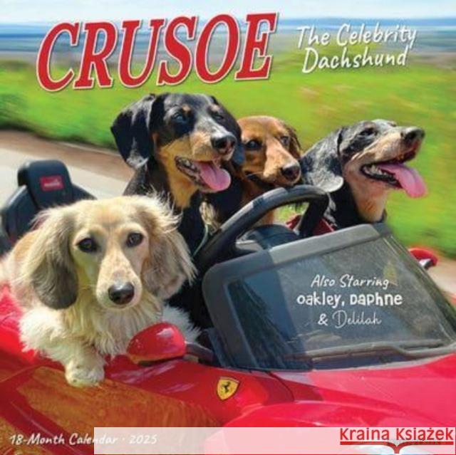 Crusoe the Celebrity Dachshund 2025 12 X 12 Wall Calendar WALL 9781549242632 Willow Creek Press Calendars