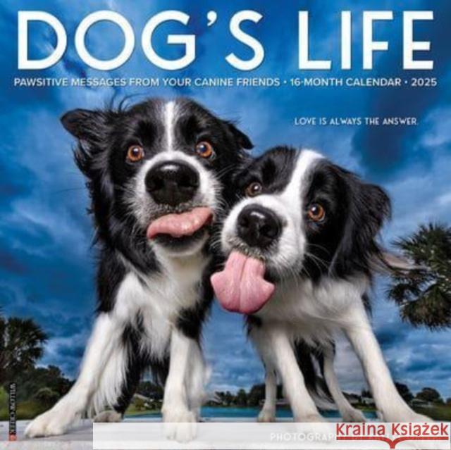 Dog's Life 2025 12 X 12 Wall Calendar Kaylee Greer 9781549242731