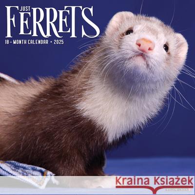 Ferrets 2025 12 X 12 Wall Calendar Willow Creek Press 9781549242892 Willow Creek Press Calendars