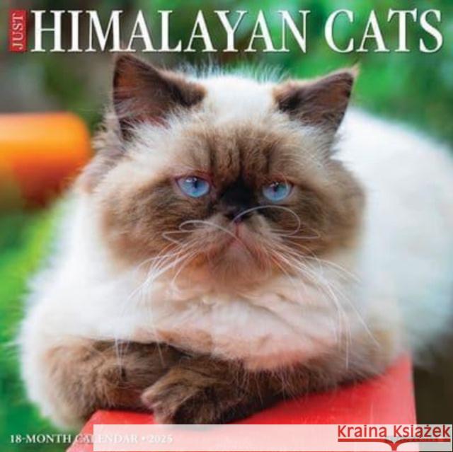 Just Himalayan Cats 2025 12 X 12 Wall Calendar Willow Creek Press 9781549243349 Willow Creek Press Calendars