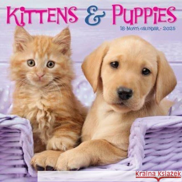 Kittens & Puppies 2025 12 X 12 Wall Calendar Willow Creek Press 9781549243646 Willow Creek Press Calendars