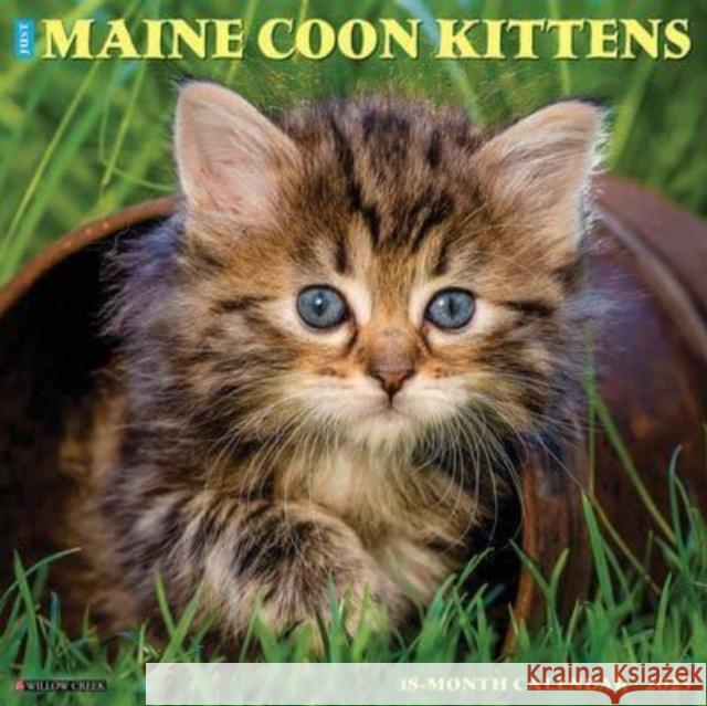 Just Maine Coon Kittens 2025 12 X 12 Wall Calendar Willow Creek Press 9781549243820 Willow Creek Press Calendars