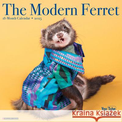 Modern Ferret 2025 12 X 12 Wall Calendar Modern Ferret 9781549243967 Willow Creek Press Calendars