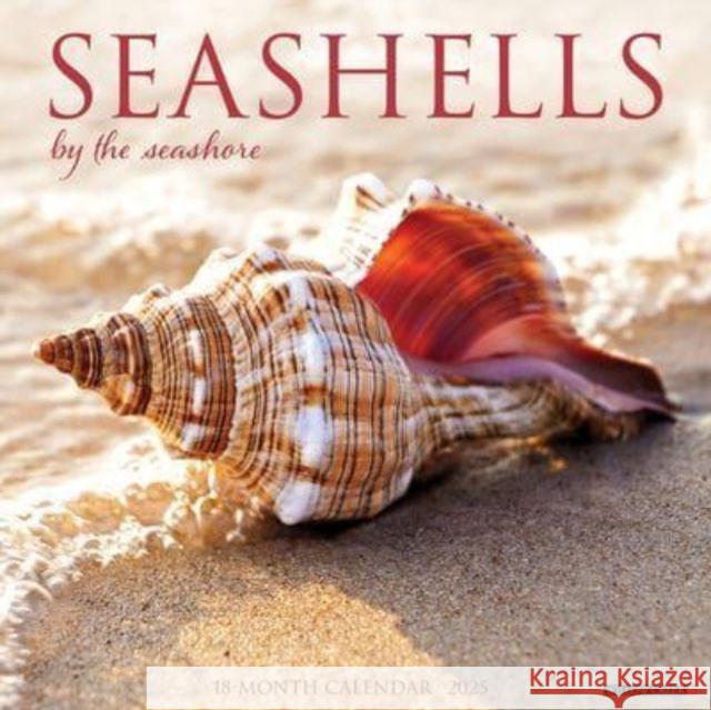 Seashells 2025 12 X 12 Wall Calendar Willow Creek Press 9781549244797 Willow Creek Press Calendars