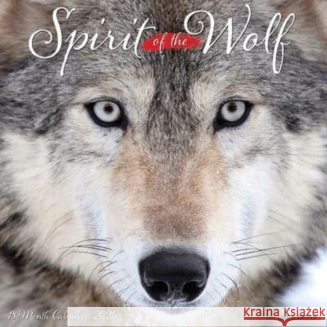 Spirit of the Wolf 2025 12 X 12 Wall Calendar Willow Creek Press 9781549245008 Willow Creek Press Calendars