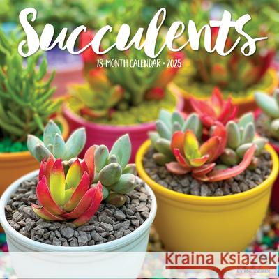 Succulents 2025 12 X 12 Wall Calendar Willow Creek Press 9781549245022 Willow Creek Press Calendars