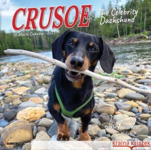 Crusoe the Celebrity Dachshund 2025 7 X 7 Mini Wall Calendar MINI WALL 9781549245732 Willow Creek Press Calendars