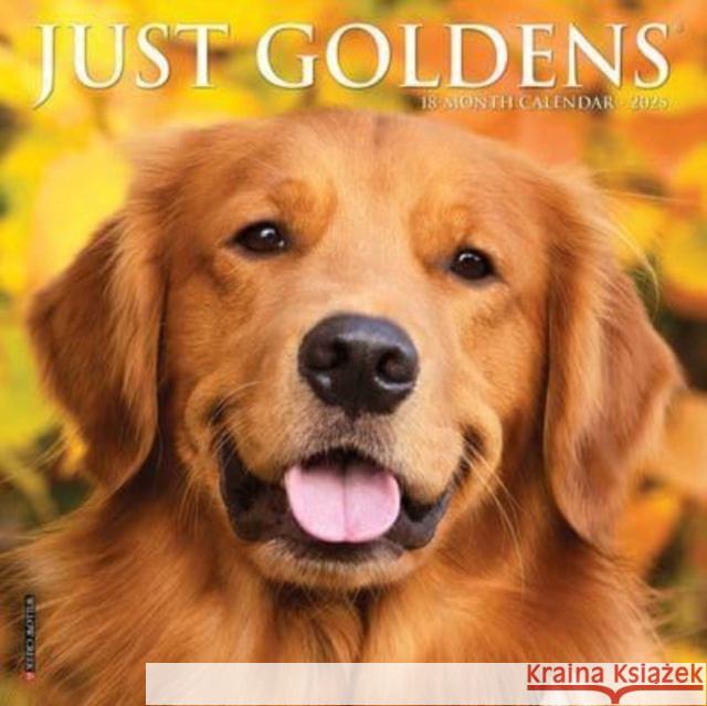 Just Goldens 2025 7 X 7 Mini Wall Calendar Willow Creek Press 9781549245794 Willow Creek Press Calendars