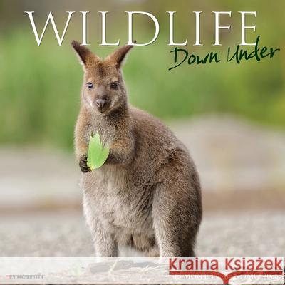 Wildlife Down Under 2025 12 X 12 Wall Calendar Willow Creek Press 9781549246289 Willow Creek Press Calendars