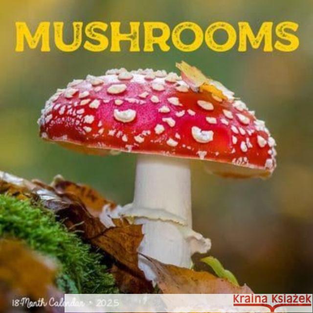 Mushroom (the Art of The) 2025 12 X 12 Wall Calendar Willow Creek Press 9781549246517 Willow Creek Press Calendars