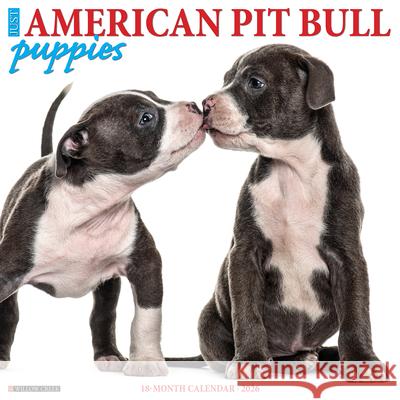 American Pit Bull Terrier Puppies 2026 12 X 12 Wall Calendar Willow Creek Press 9781549249839 Willow Creek Press Calendars