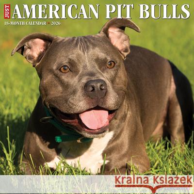 American Pit Bull Terriers 2026 Wall Calendar Willow Creek Press 9781549249846 Wlcp