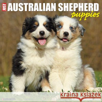 Australian Shepherd Puppies 2026 12 X 12 Wall Calendar Willow Creek Press 9781549249976 Willow Creek Press Calendars