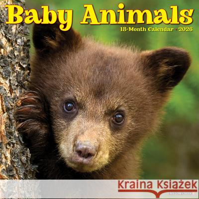 Baby Animals 2026 12 X 12 Wall Calendar Willow Creek Press 9781549250002 Wlcp