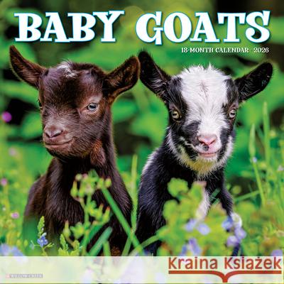 Baby Goats 2026 12 X 12 Wall Calendar Willow Creek Press 9781549250019 Wlcp