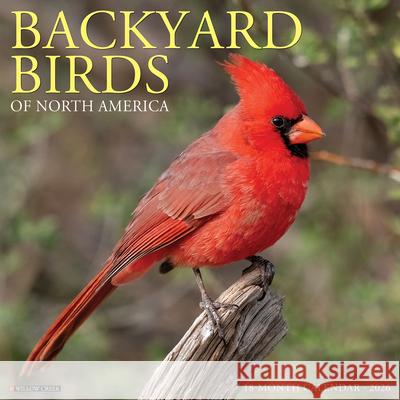 Backyard Birds 2026 Wall Calendar Willow Creek Press 9781549250026 Wlcp