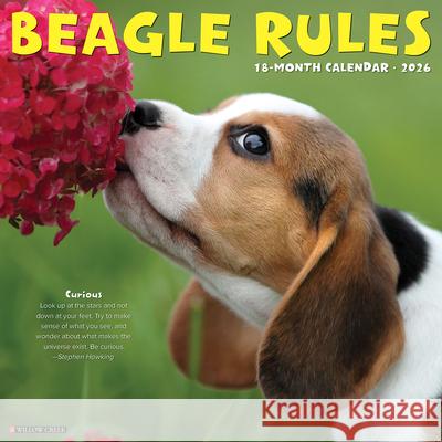 Beagle Rules 2026 12 X 12 Wall Calendar Willow Creek Press 9781549250149 Willow Creek Press Calendars