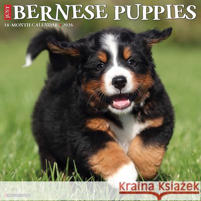 Bernese Mountain Puppies 2026 12 X 12 Wall Calendar Willow Creek Press 9781549250194 Willow Creek Press Calendars