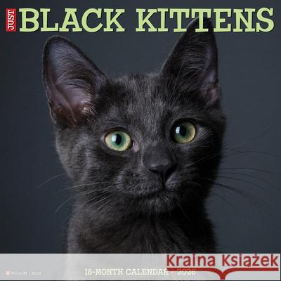 Black Kittens 2026 12 X 12 Wall Calendar Willow Creek Press 9781549250293 Wlcp