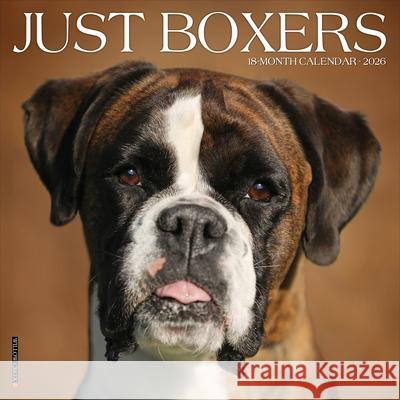 Boxers 2026 12 X 12 Wall Calendar Willow Creek Press 9781549250378 Wlcp