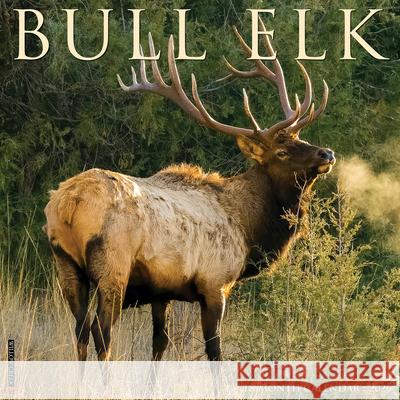 Bull Elk 2026 Wall Calendar Willow Creek Press 9781549250408 Wlcp