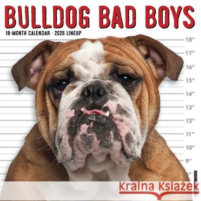 Bulldog Bad Boys 2026 12 X 12 Wall Calendar Willow Creek Press 9781549250415 Wlcp