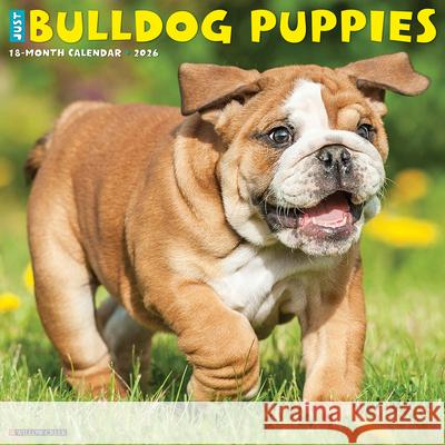 Bulldog Puppies 2026 12 X 12 Wall Calendar Willow Creek Press 9781549250422 Willow Creek Press Calendars