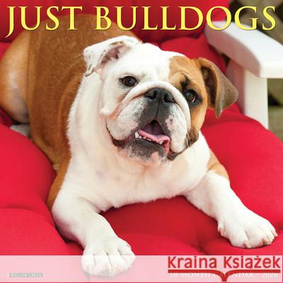 Bulldogs 2026 12 X 12 Wall Calendar Willow Creek Press 9781549250439 Wlcp