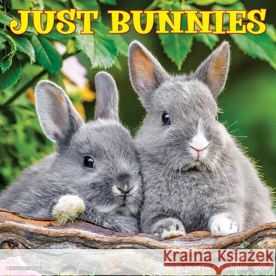 Bunnies 2026 12 X 12 Wall Calendar Willow Creek Press 9781549250446 Wlcp