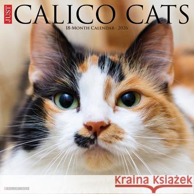 Calico Cats 2026 12 X 12 Wall Calendar Willow Creek Press 9781549250484 Wlcp