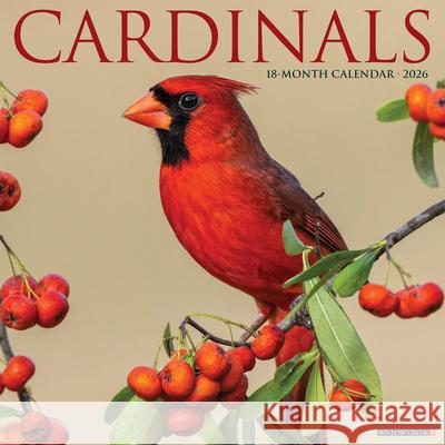 Cardinals 2026 Wall Calendar Willow Creek Press 9781549250552 Wlcp