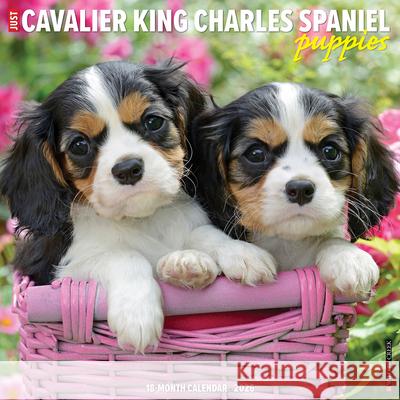 Cavalier King Charles Spaniel Puppies 2026 12 X 12 Wall Calendar Willow Creek Press 9781549250644 Willow Creek Press Calendars