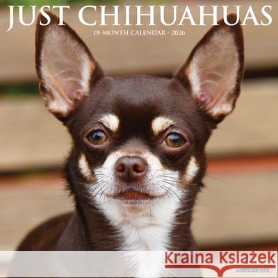Chihuahuas 2026 Wall Calendar Willow Creek Press 9781549250699 Wlcp