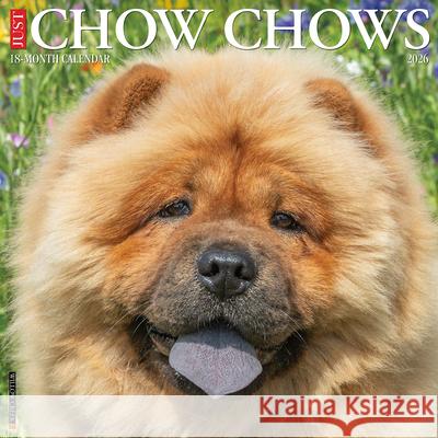 Chow Chows 2026 12 X 12 Wall Calendar Willow Creek Press 9781549250712 Willow Creek Press Calendars