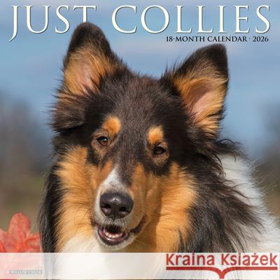 Collies 2026 12 X 12 Wall Calendar Willow Creek Press 9781549250804 Wlcp