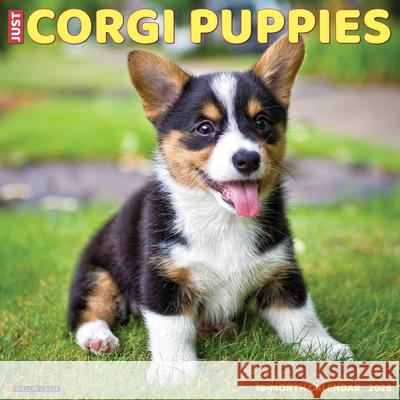 Corgi Puppies 2026 12 X 12 Wall Calendar Willow Creek Press 9781549250811 Willow Creek Press Calendars