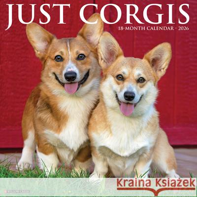 Corgis 2026 12 X 12 Wall Calendar Willow Creek Press 9781549250835 Wlcp