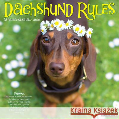 Dachshund Rules 2026 12 X 12 Wall Calendar Willow Creek Press 9781549250934 Willow Creek Press Calendars