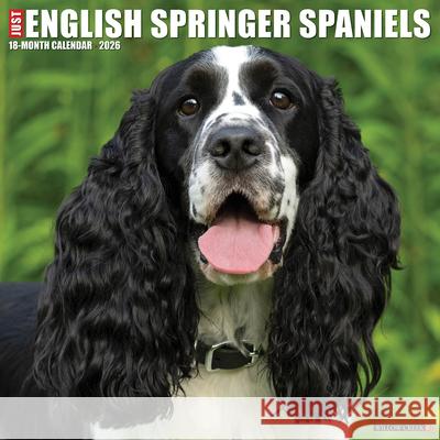 English Springer Spaniels 2026 12 X 12 Wall Calendar Willow Creek Press 9781549251047 Wlcp