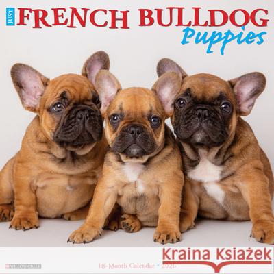 French Bulldog Puppies 2026 12 X 12 Wall Calendar Willow Creek Press 9781549251160 Willow Creek Press Calendars