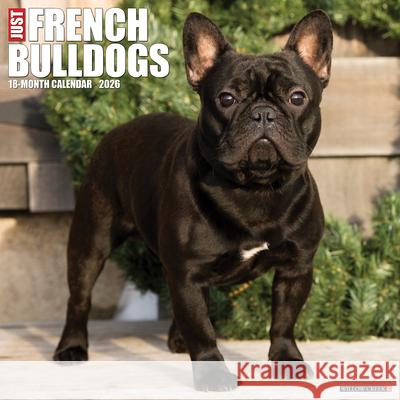 French Bulldogs 2026 12 X 12 Wall Calendar Willow Creek Press 9781549251177 Wlcp