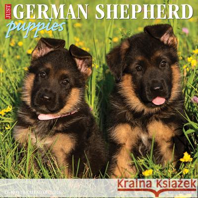 German Shepherd Puppies 2026 12 X 12 Wall Calendar Willow Creek Press 9781549251221 Willow Creek Press Calendars