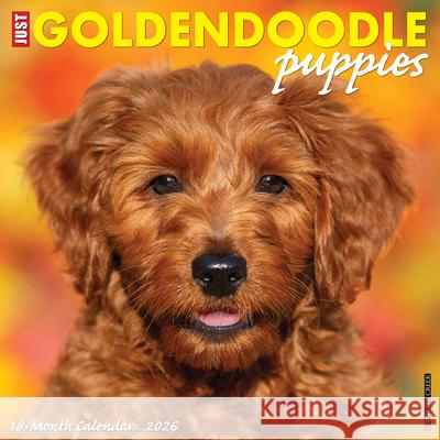 Goldendoodle Puppies 2026 12 X 12 Wall Calendar Willow Creek Press 9781549251306 Willow Creek Press Calendars
